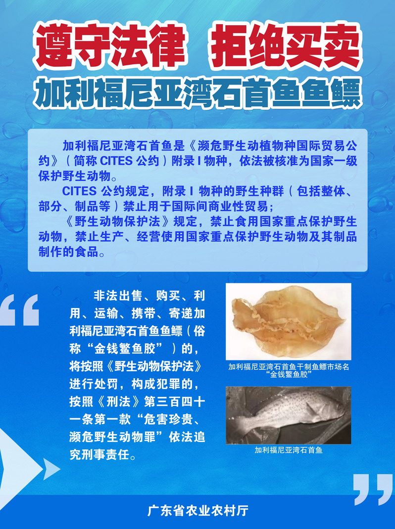 石首魚宣傳海報(bào)1.jpg